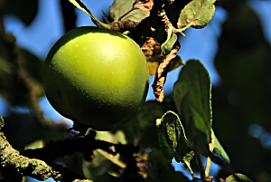 Apfel