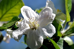 Apfelblüte