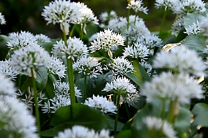 Bärlauchblüten