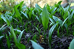 Bärlauch Jungpflanzen