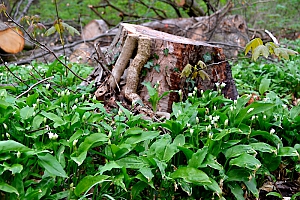 Bärlauch