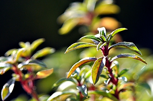 Winterbohnenkraut, Blüte