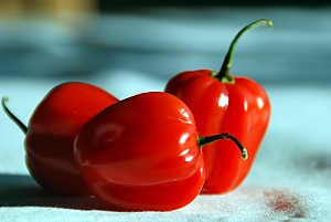 Chili habanero