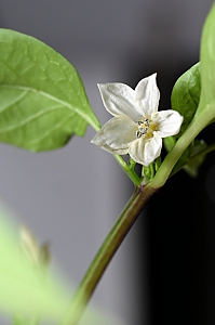 Chili serrano Blüte