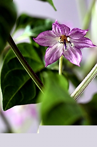 Cinese 5 colors Blüte