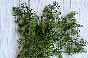 Dill