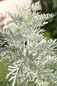 Eberraute
