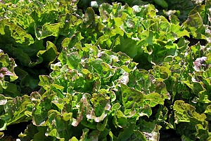 Feldsalat