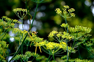 Fenchelblüte