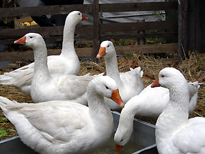 Hausgans