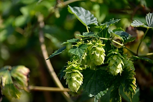 Wilder Hopfen