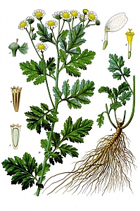 Tanacetum parthenium