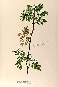 zanthoxylum piperitum