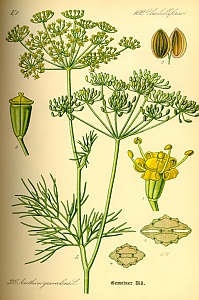 anethum graveolens