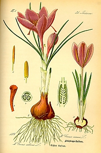 crocus sativus