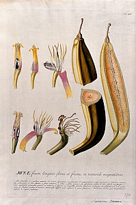 músa paradisíaca L.