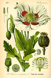 papaver somniferum
