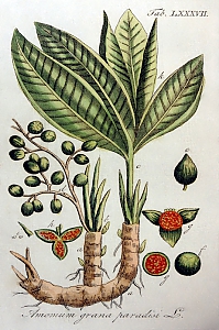aframomum melegueta