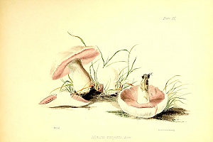 agaricus bisporus
