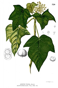 aleurites moluccanus