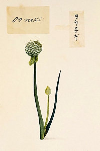 allium fistulosum