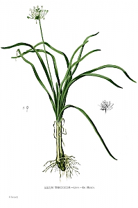 allium tuberosum