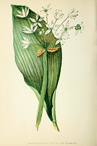 allium ursinum
