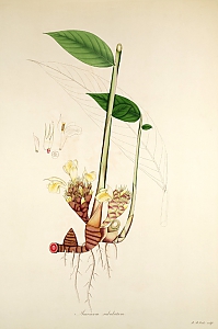amomum subulatum