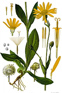 arnica montana