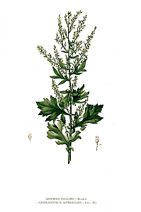 artemisia vulgaris