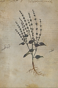 atriplex hortensis