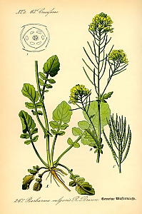 barbarea vulgaris