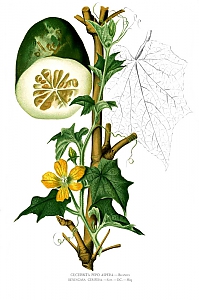 lablab purpureus