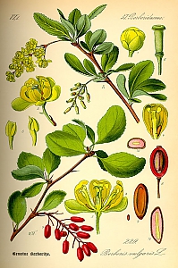 berberis vulgaris