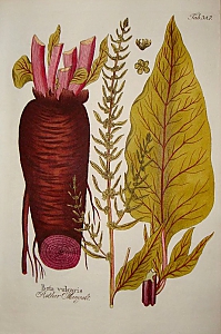 beta vulgaris