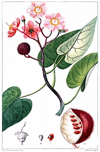 bixa orellana