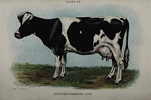 bos taurus