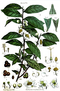 camellia sinensis