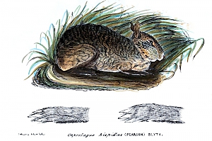 Kaninchen