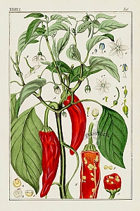 capsicum