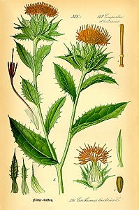 carthamus tinctorius