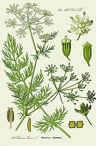 carum carvi