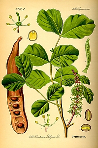 ceratonia siliqua