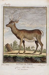 cervus elaphus