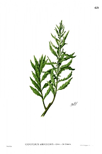 chenopodium ambrosioides