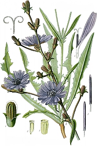cichorium intybus