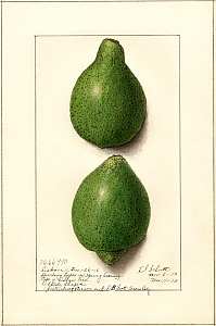 citrus aurantifolia