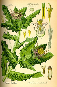 centaurea benedicta