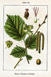 corylus avellana
