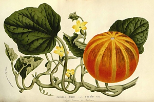 cucumis melo